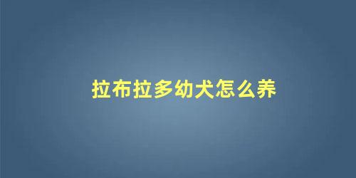 拉布拉多幼犬怎么养最好(拉布拉多小犬怎么养)